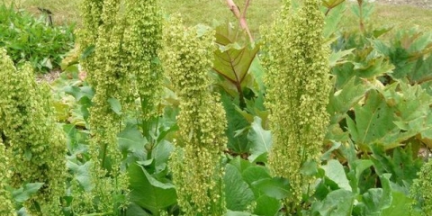 Kako se zauvijek riješiti konjske kiselice na stranici